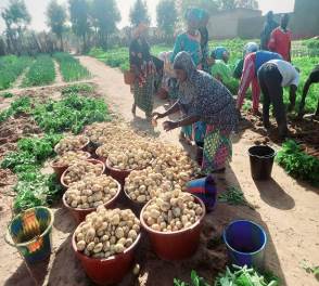 Projet FAO