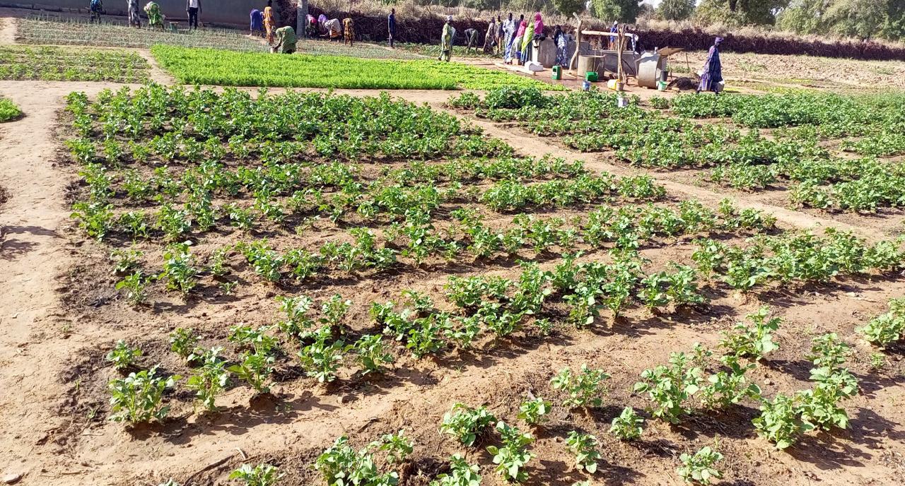 Projet FAO